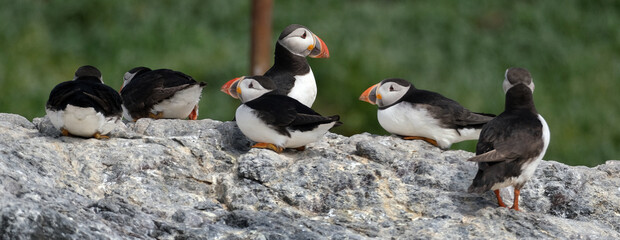 Puffins are any of three species of small alcids in the bird genus Fratercula. These are pelagic...