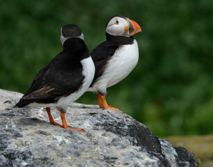 Fototapeta premium Puffins are any of three species of small alcids in the bird genus Fratercula. These are pelagic seabirds that feed primarily by diving in the water. They breed in large colonies on coastal cliffs.r