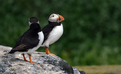 Puffins are any of three species of small alcids in the bird genus Fratercula. These are pelagic seabirds that feed primarily by diving in the water. They breed in large colonies on coastal cliffs.r