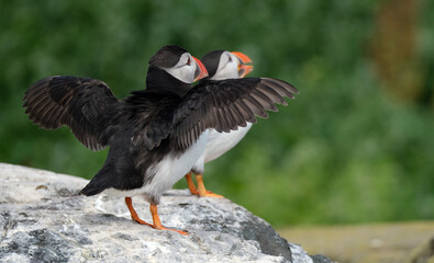 Puffins are any of three species of small alcids in the bird genus Fratercula. These are pelagic seabirds that feed primarily by diving in the water. They breed in large colonies on coastal cliffs.r