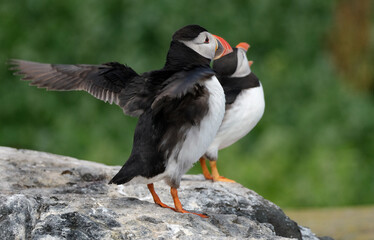 Fototapeta premium Puffins are any of three species of small alcids in the bird genus Fratercula. These are pelagic seabirds that feed primarily by diving in the water. They breed in large colonies on coastal cliffs.r