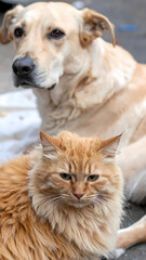 Two animals resting outdoors