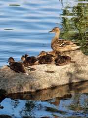 Mallard family on the rock. Mother duck and five ducklings sitting on the rock surrounded with water.