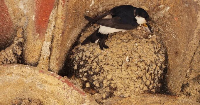 Common house martin. Parents flying back to a full nest with chicks.