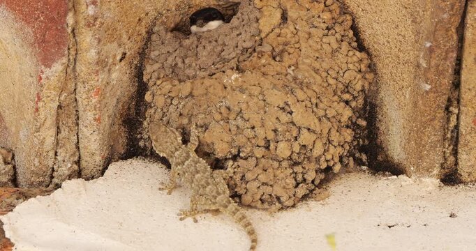 Common house martin. Parents flying back to a full nest with chicks.