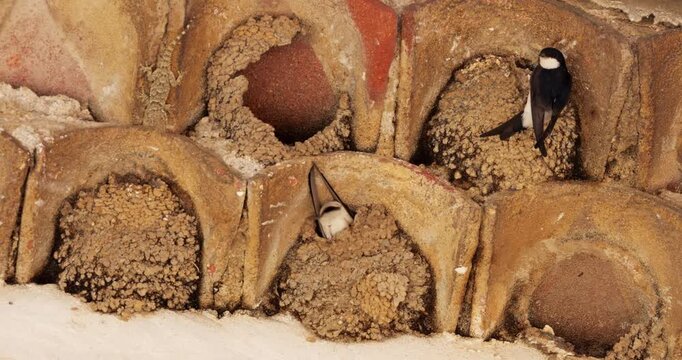 Common house martin. Parents flying back to a full nest with chicks.