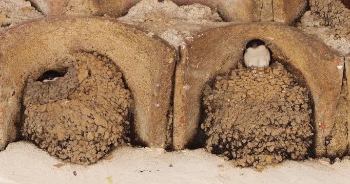 Common house martin. Parents flying back to a full nest with chicks.