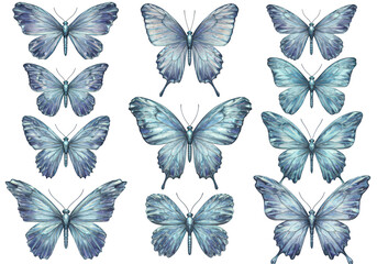 Fototapeta premium Collection of beautiful blue butterflies with intricate wing patterns, isolated on a transparent background, showcasing natures delicate artistry and insect diversity