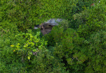 Nest of a Egyptian vulture (Neophron percnopterus) with a fully fledged chick. Cantabria, Spain, Europe