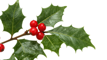Holly branch with red berries and green spiky leaves isolated on the transparent background for christmas decoration and seasonal design