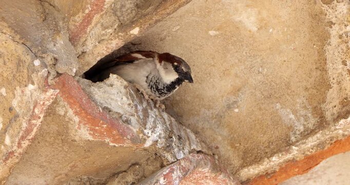 House sparrow , adult, male under a tiled roof.
