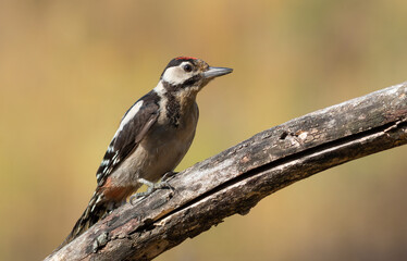 Great spotted woodpecker, Dendrocopos major. A bird sits on a thick dry branch