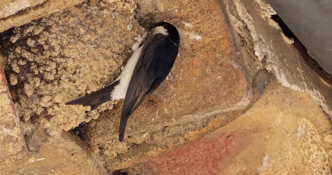 Common house martin. Parents flying back to a full nest with chicks.