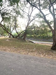 path in the park
