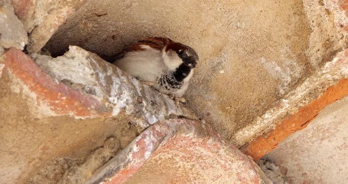 House sparrow , adult, male under a tiled roof.