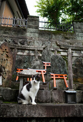 A black and white cat sitting at Japanese shrine with many traditional torii gates 