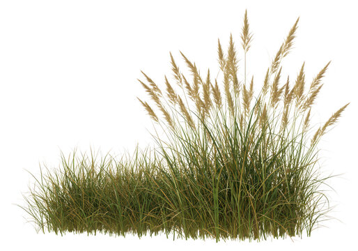 Tall ornamental grass with feathery seed heads, isolated on transparent background - Powered by Adobe