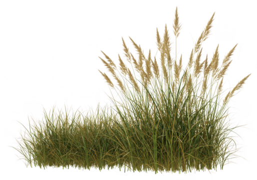 Tall ornamental grass with feathery seed heads, isolated on transparent background