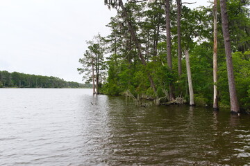 The Goose Creek that boarders Goose Creek State Park offers beautiful views of the trees and stumps along its shores.