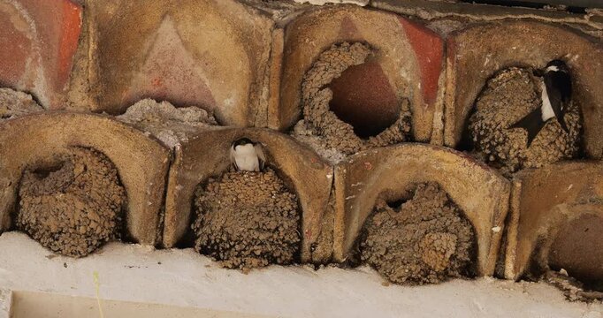 Common house martin. Parents flying back to a full nest with chicks.