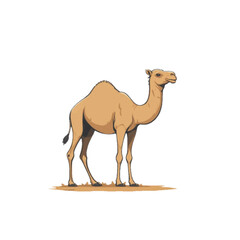 Vector illustration camel on white background