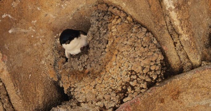 Common house martin. Parents flying back to a full nest with chicks.
