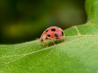 Epilachna borealis perched on a leaf	