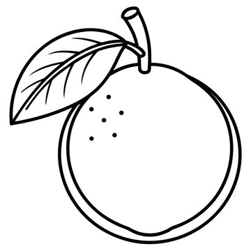 vector illustration of an guave