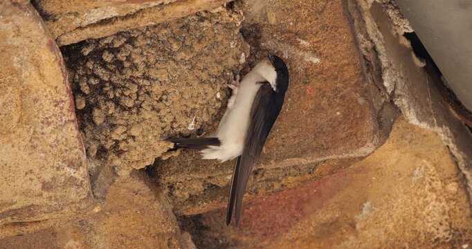 Common house martin. Parents flying back to a full nest with chicks.
