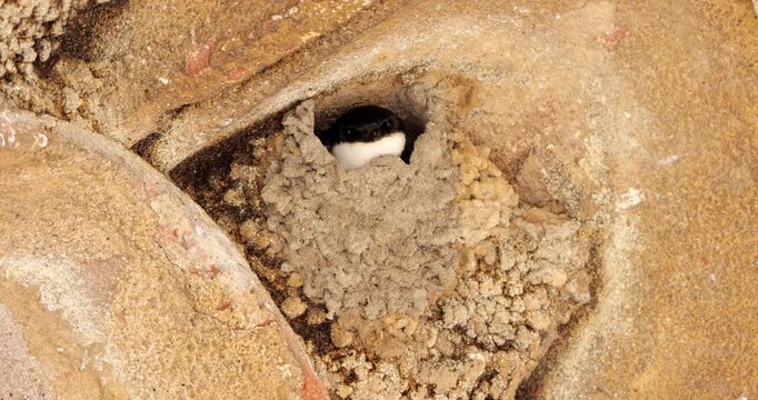 Common house martin. Parents flying back to a full nest with chicks.