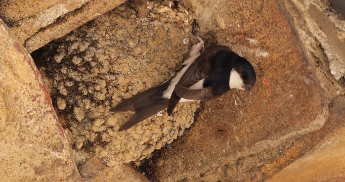 Common house martin. Parents flying back to a full nest with chicks.