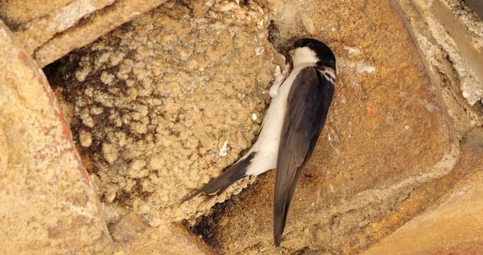 Common house martin. Parents flying back to a full nest with chicks.