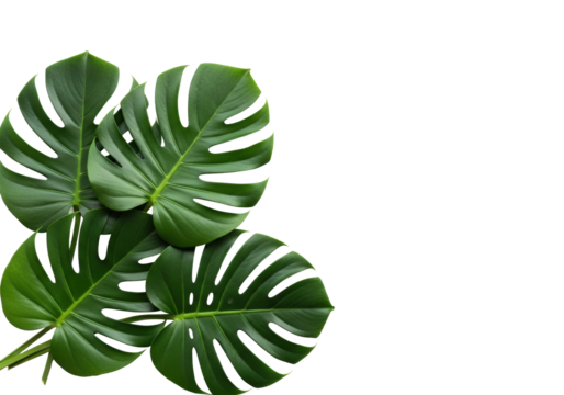 Large glossy emerald green Monstera Deliciosa leaves with intricate fenestrations, arranged in lower left on a pristine transparent background, ample copy space, top-down flat lay, bright shadowless