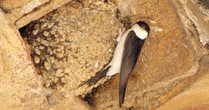 Common house martin. Parents flying back to a full nest with chicks.