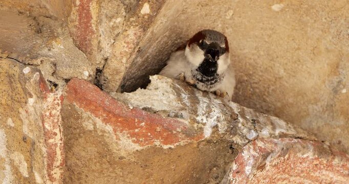 House sparrow , adult, male under a tiled roof.