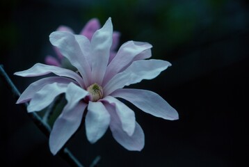 日本のシデコブシ