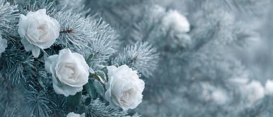 Frost covered roses bloom in magical pine forest
