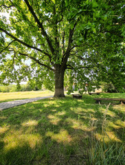 Big oak tree in the park. Several benches under a big tree near a glade, sun-dapped meadow in the background.