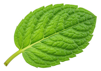 Obraz premium A single fresh green mint leaf with visible veins and serrated edges, isolated on a transparent background
