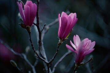 日本のシデコブシ