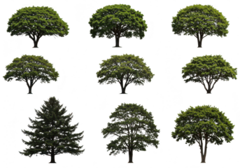 Collection of nine diverse trees, including deciduous and evergreen varieties, isolated on a transparent background for easy use in design projects