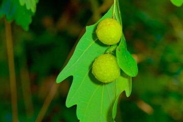 Obraz premium Common Oak Gall Wasp, Gemeine Eichengallwespe, Cynips Quercusfolii