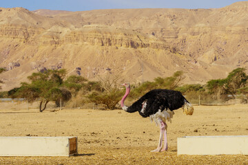 Ostrich, in the Yotvata Hai-Bar Nature Reserve