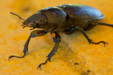 Close-up of European stag beetle, Lucanus cervus, Hirschkaefer