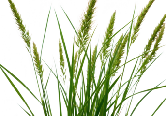 Closeup of green grass with seed heads isolated on transparent background