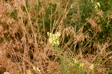 Yellow wildflowers among dry grass in a field, summer rural landscape in natural tones.
