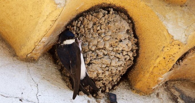 Common house martin. Parents flying back to a full nest with chicks.