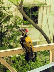 Black-rumped Flameback Woodpecker Perched on Balcony Railing