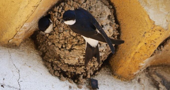 Common house martin. Parents flying back to a full nest with chicks.