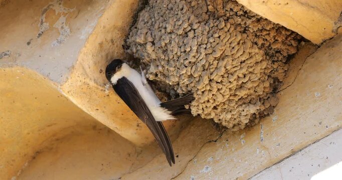 Common house martin. Parents flying back to a full nest with chicks.